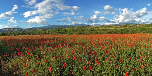 poppies  poppy  field
