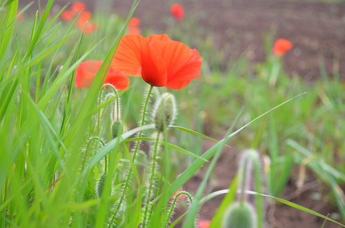 poppies  flowers  field