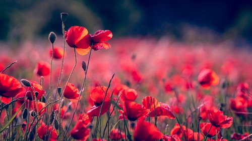 poppies  nature  plant