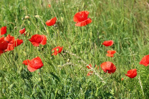 poppies  wildflowers  meadow