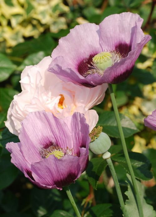 poppies lilac floral