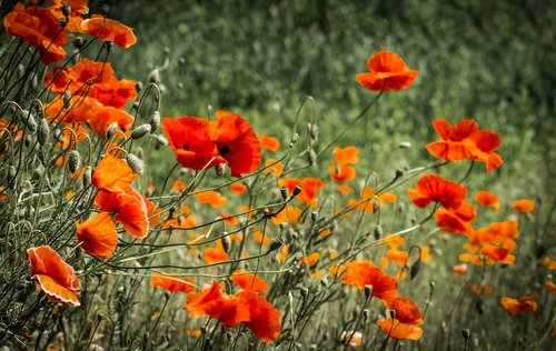 poppies  meadow  plant