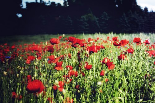 poppies  meadow  field