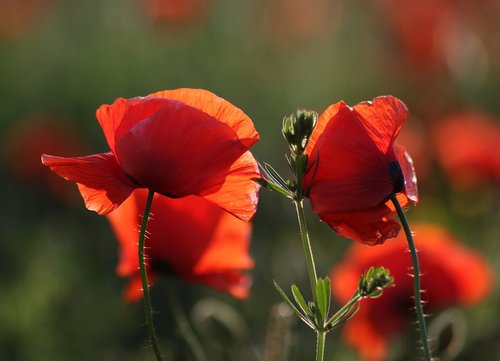 poppies  red  plain