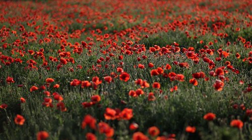 poppies  red  plain