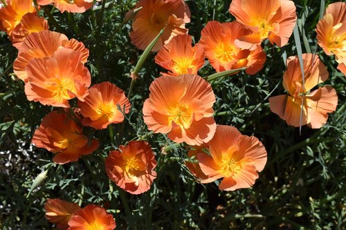 poppies  orange flower  poppy