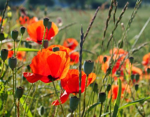 poppies  meadow  summer