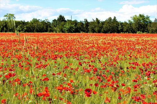 poppies  field  fleuri