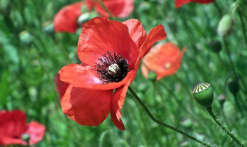 poppies  the beasts of the field  flourishing