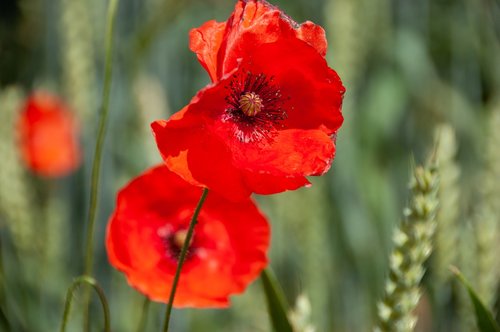 poppies  klatschmohn  red