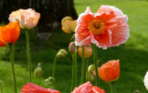 poppies  nature  flower