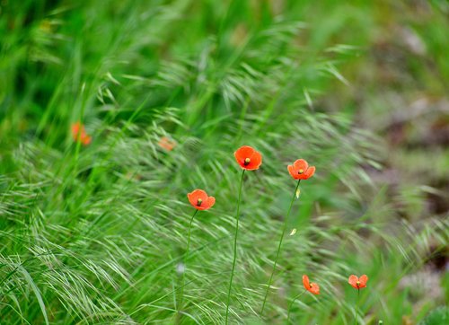 poppies  nature  spring