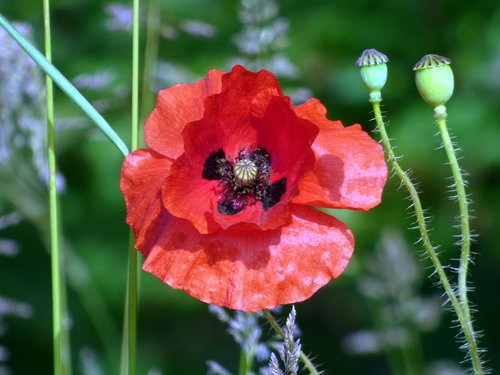 poppies  flowers  fields