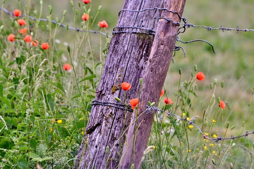 poppies  fencing  barbed wire