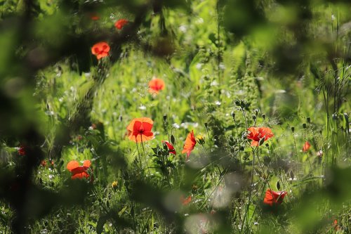poppies  herbs  plants