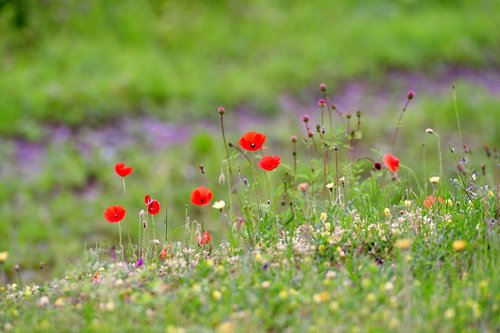 poppies  field flowers  flowers