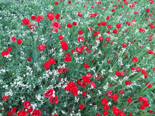 poppies flowers red