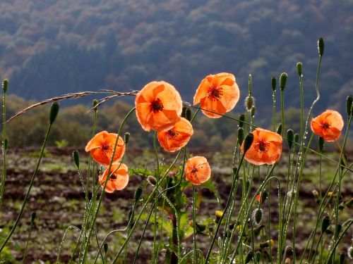 poppies flowers nature