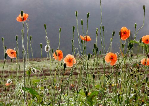 poppies nature flowers