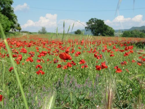 poppies red field