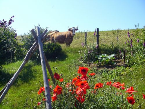 poppies cow poppy