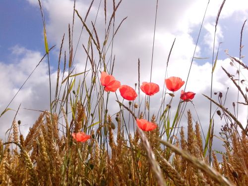 poppies meadow nature