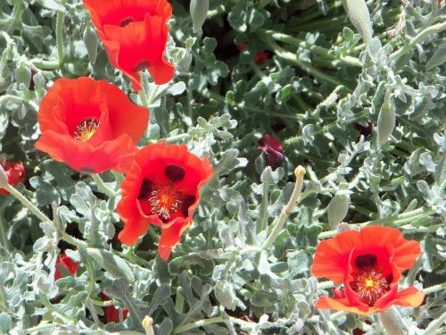 poppies floral plants