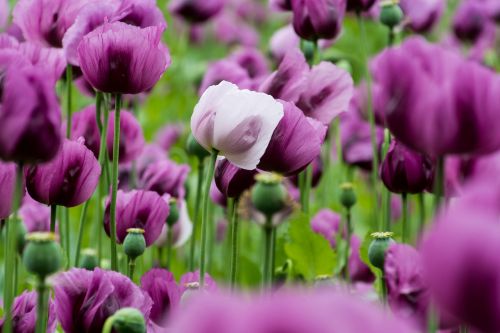 poppies violet poppy