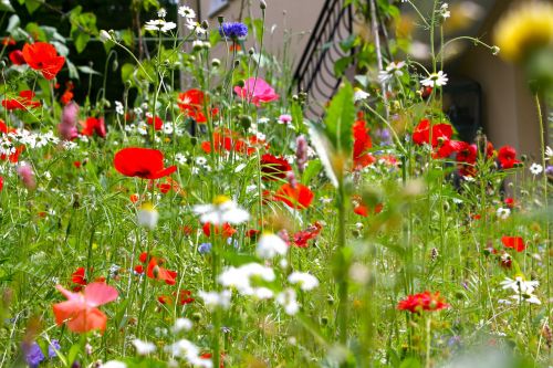 poppies meadow flowers summer