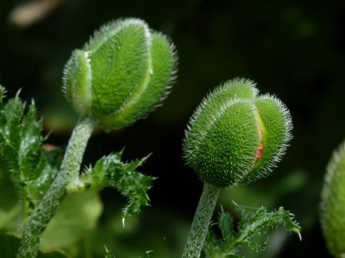 poppies pods spring