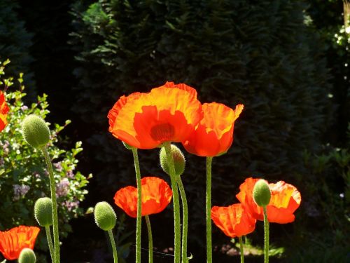 poppies flowers nature