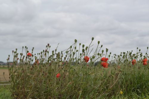 poppy field red flower