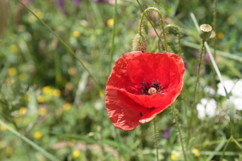 poppy flowers nature