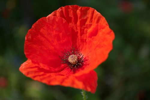 poppy flower red