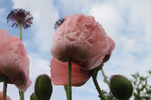 poppy salmon sky