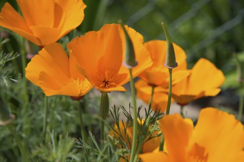 poppy flower blossom