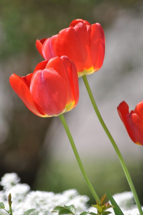 poppy flower red