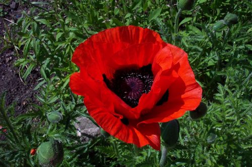 poppy red blossom