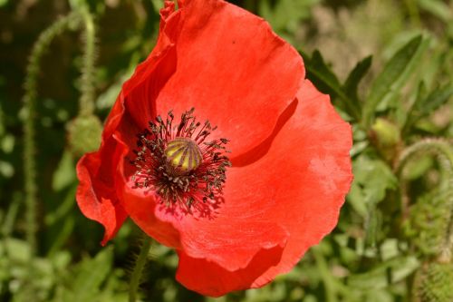 poppy nature plant