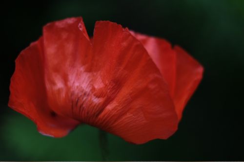 poppy flower plant