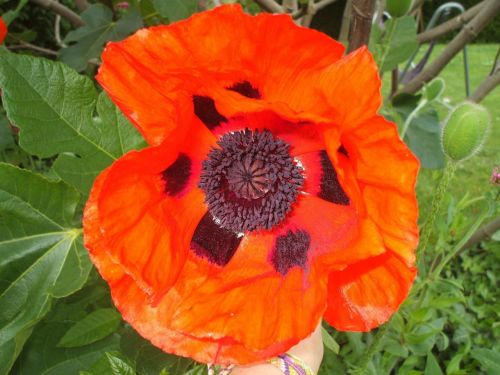 poppy poppies orange