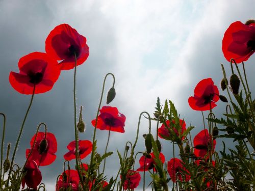 poppy nature red