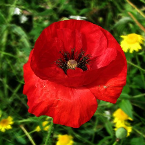 poppy blossom bloom