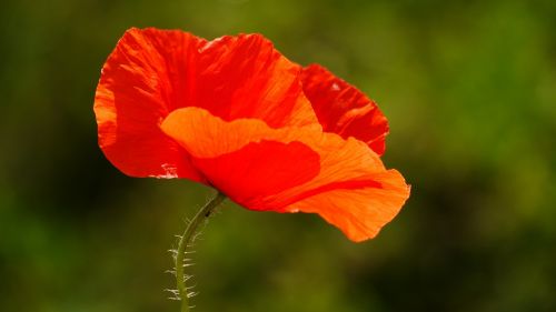 poppy flower red