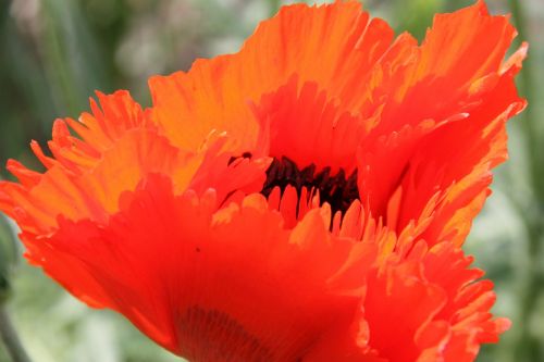 poppy red poppy mohngewaechs