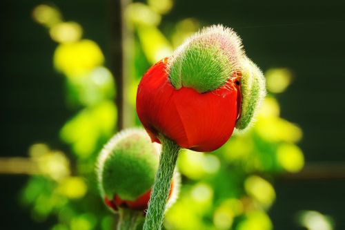 poppy flower nature