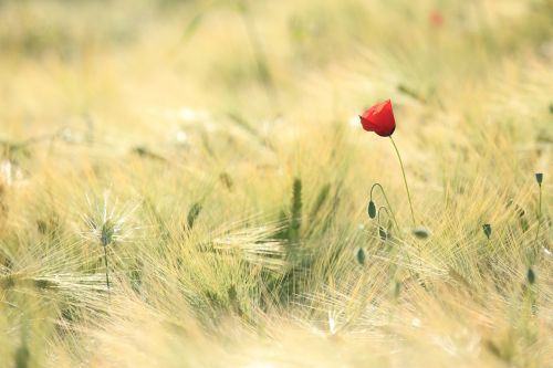 poppy fields landscape