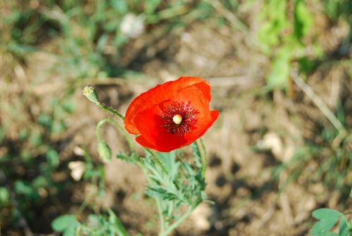 poppy flower field of flowers