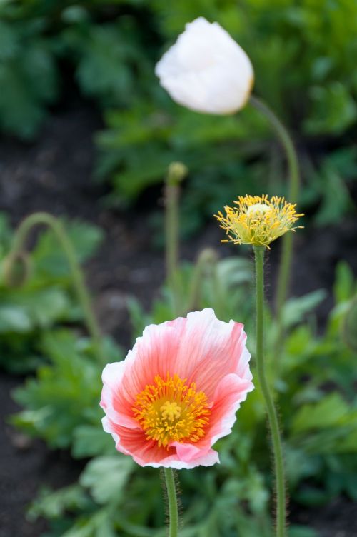 poppy flowers spring