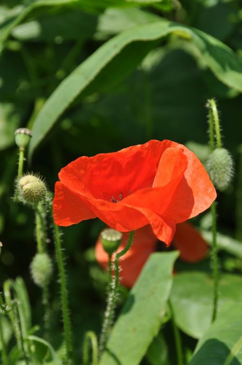 poppy nature red